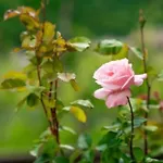 Anna Nel *